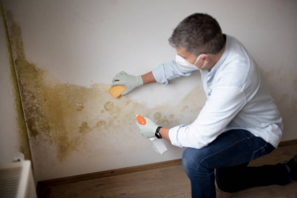 Best Mold Remediation for Healthcare Facilities  in Atlanta, IL